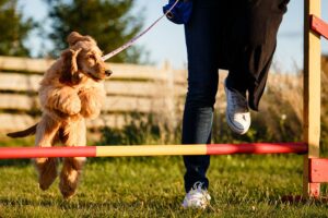 Essential Tips for Finding Right Facilities for Dog Agility Training