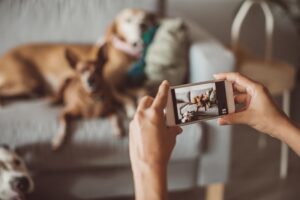 Pet-Photography-Tips