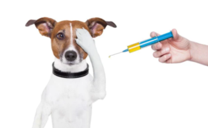The-Myths-and Concerns-About Microchipping-a-Pet