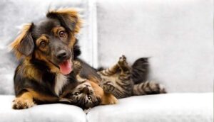  Similarities-Between-Cats-and-Dogs