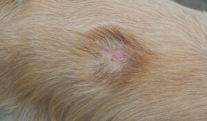 Ringworm-in-Dogs