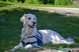 Seizure-Alert-Dogs