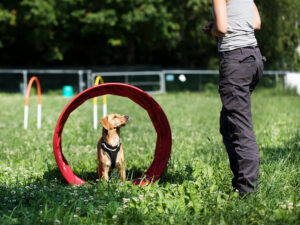 6 Obedience Commands to Teach Before Starting Dog Agility Training