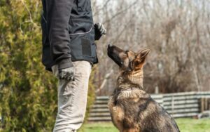 Dog-obedience-training