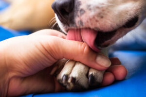 avoiding-licking-and- Chewing