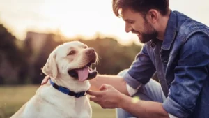 Dog Agility Training Tips for Better Communication