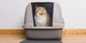 best-litter-boxes-for-cats