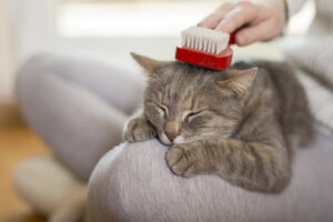 Regular-Brushing 