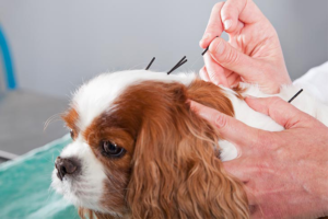 risks-of-Acupuncture-for-Pets