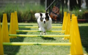 Tools You Must Have for Agility Training For Dogs