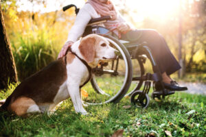 Service-Animal's-Help with-a-Wide-Range-of-Disabilities