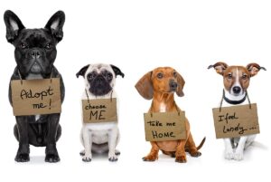 dogs-with-adopt-me-signs