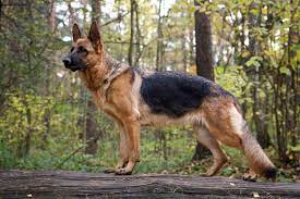 german-shepherd