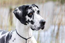 great-dane