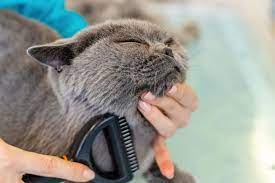 Cat-Grooming-Promotes-Hygiene and-Health