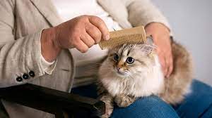Regular-Cat Grooming-Helps Detect-Health-Issues