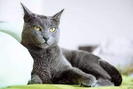 Russian-Blue