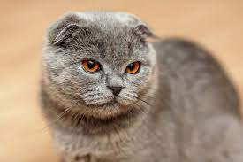 Scottish-Fold