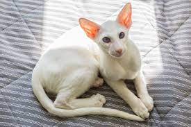 Oriental-Shorthair