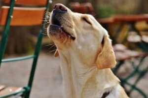 Pets-Emotions-Through-Vocalizations