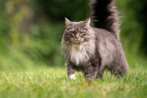 Maine-Coon