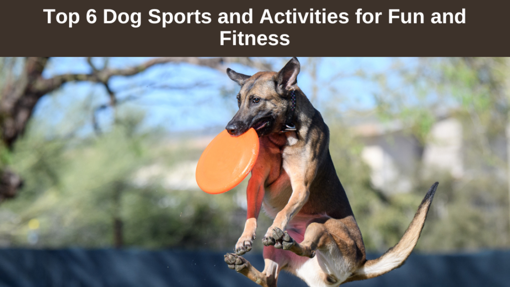 Top-6-Dog-Sports and-Activities-for- Fun-and-Fitness