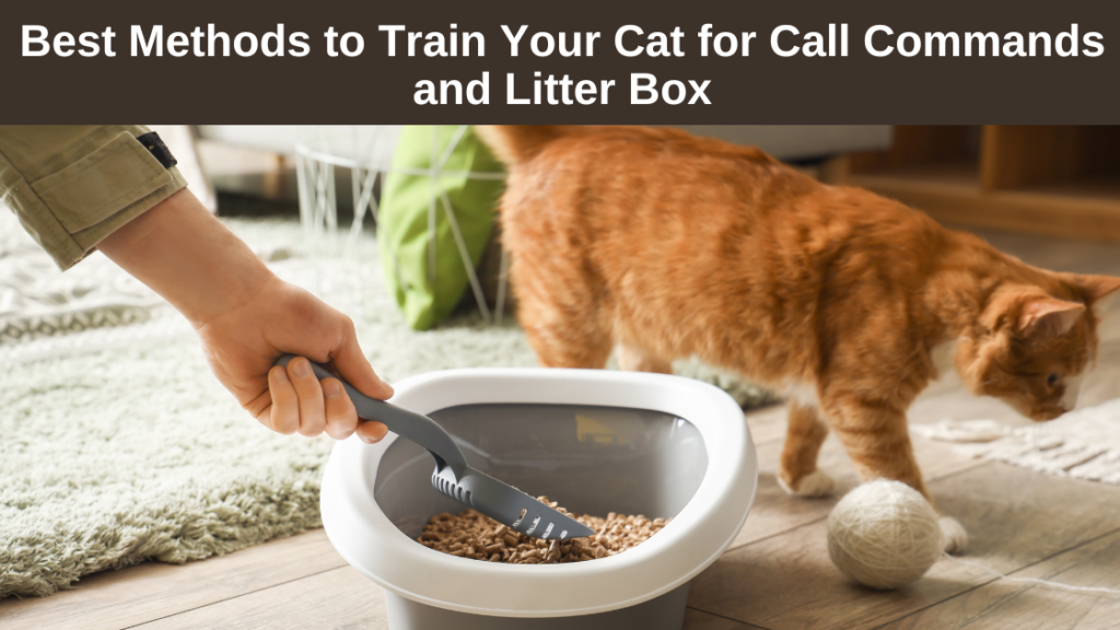 Best-Methods-to Train-Your-Cat-for Call-Commands-and Litter-Box