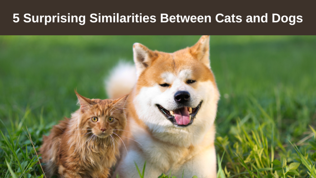 5-Surprising-Similarities-Between-Cats-and-Dogs