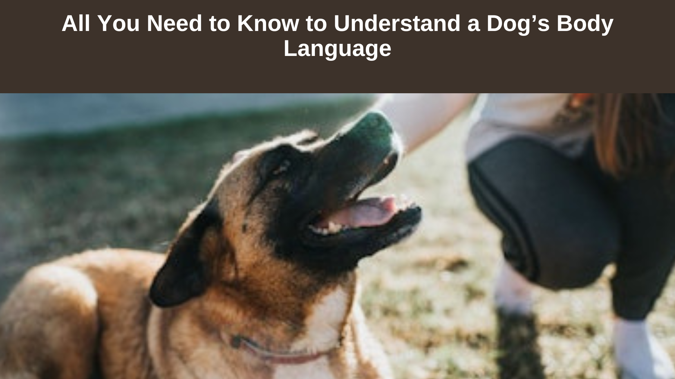 Dogs-body-language