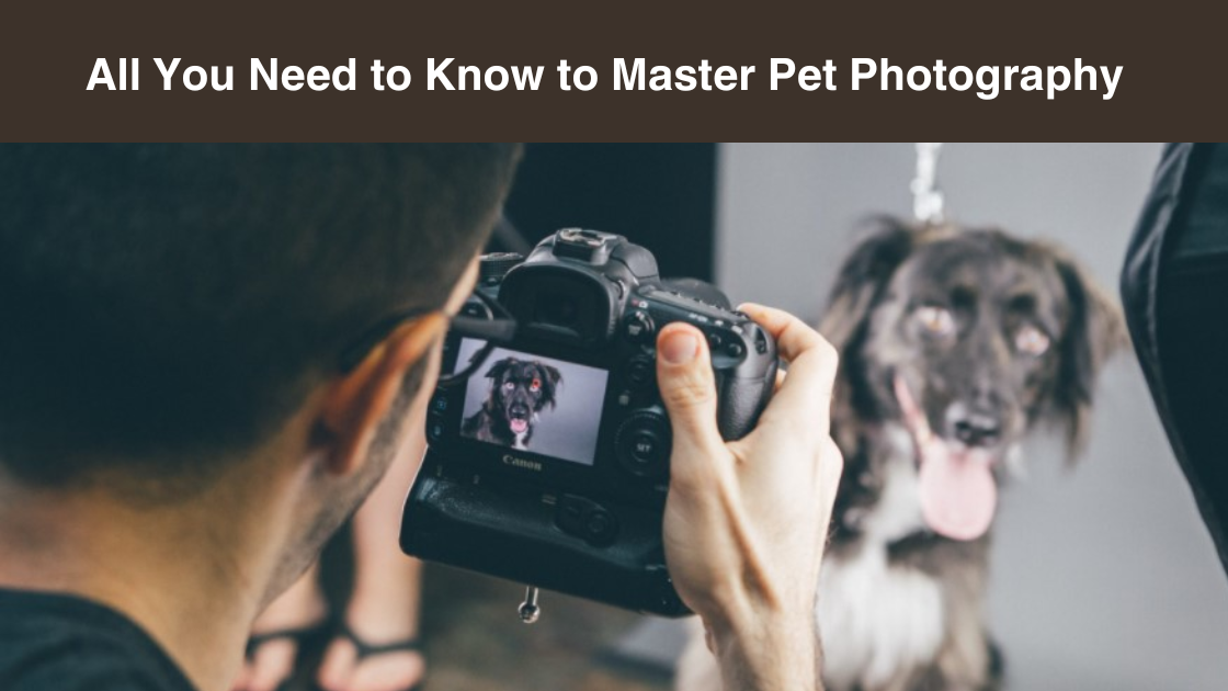 All-You-Need-to-Know-to-Master-Pet-Photography