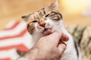 Choose-Easy-Cat-Training-Commands 