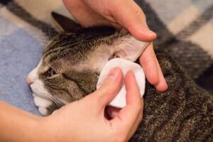 Healthy-Ear-Cleaning