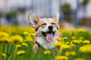 Happiness-in-Dogs