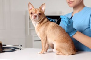 acupuncture-for-pets