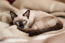 siamese