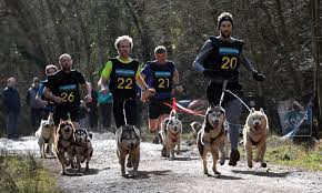 4-Important-Tips-for-Participating-in-Dog-Sports-Competitions 