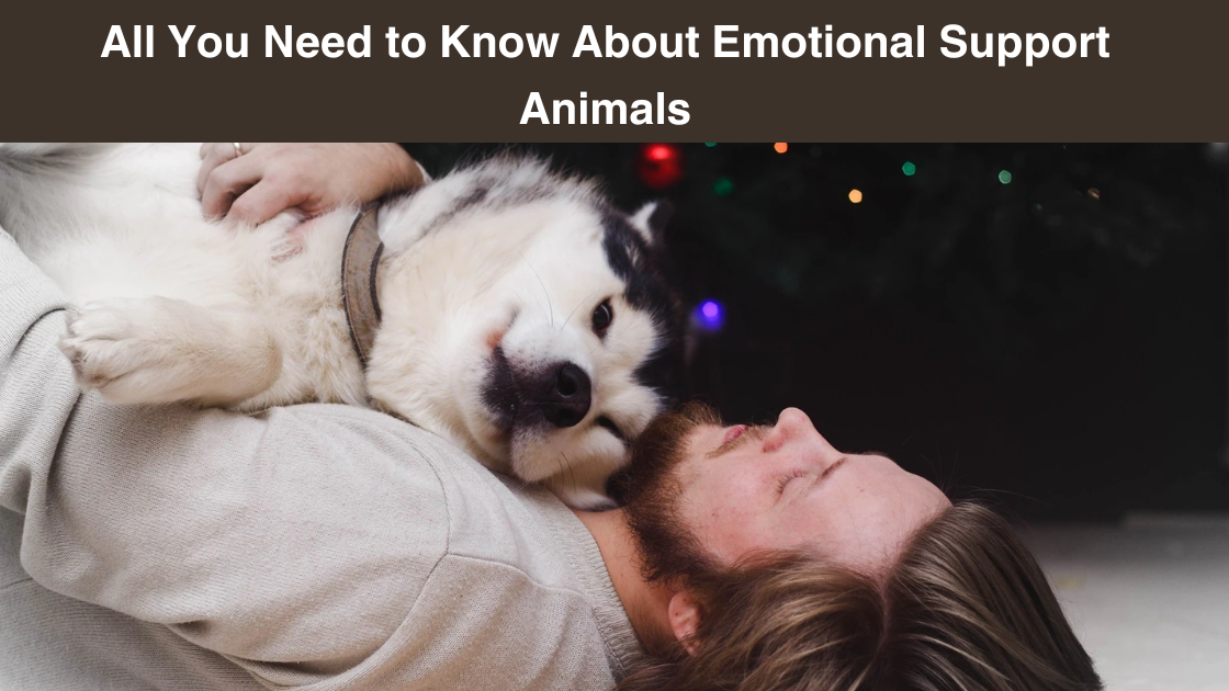 emotional-animal