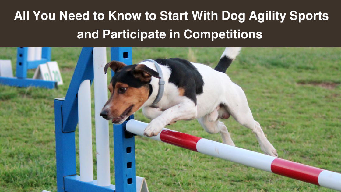 All You Need to Know to Start With Dog Agility Sports and Participate in Competitions
