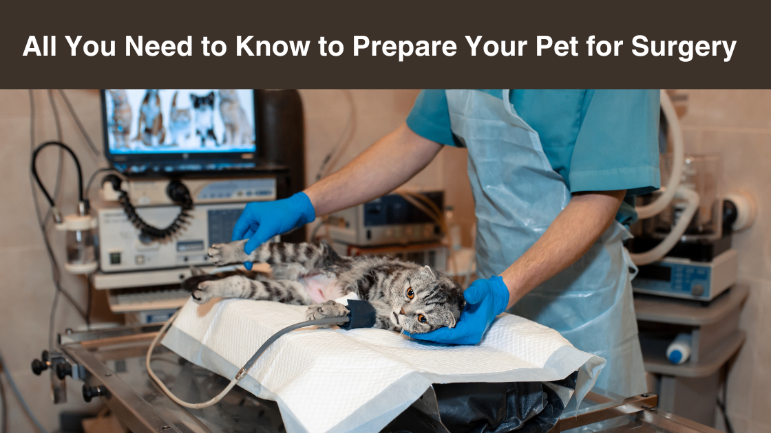 All-You-Need-to Know-to-Prepare Your-Pet-for-Surgery