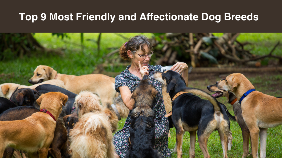 Top-9-Most-Friendly-and-Affectionate-Dog-Breeds