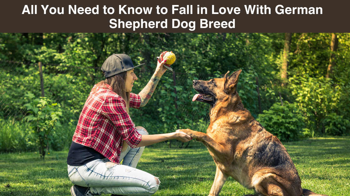 All-You-Need-to-Know-to-Fall-Love-With-German-Shepherd-Dog-Breed