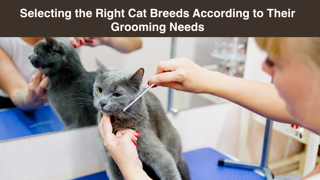 Selecting the Right Cat Breeds According to Their Grooming Needs