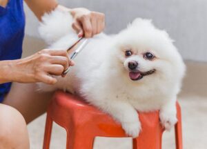 Grooming Tips for Dog Agility Competitions