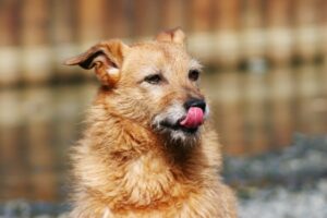 Mouth-and-Lip-Movement-in-Dogs