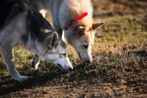 Tracking-and-Nosework-Games