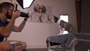 pet-photography-tips