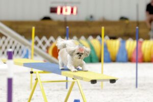 Dog Agility Competitions