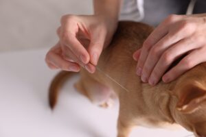 acupuncture-for-Pets