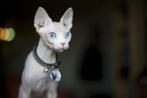 Sphynx