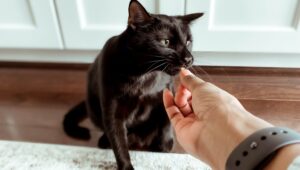 Vocalize-the-Cat- Training-Commands